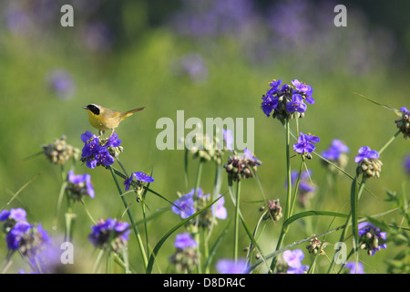 Yellowthroat warbler Ohio Spiderwort restored prairie Ohio Stock Photo