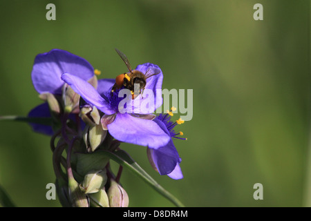 Ohio Spiderwort restored prairie Ohio flower Stock Photo