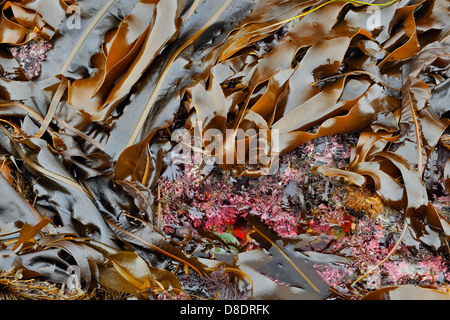 Bull kelp Nereocystis luetkeana Haida Gwaii, Queen Charlotte Islands, Gwaii Haanas National Park, British Columbia, Canada Stock Photo