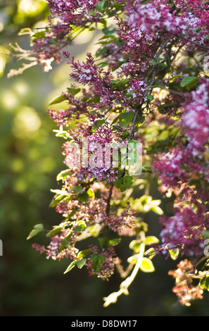 Background light from sunset on little pink Syringa microphyla flowers in the garden in spring Stock Photo