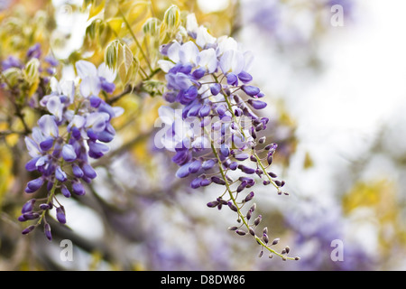 Chinese Wisteria or Wisteria sinensis flowering in spring - horizontal image Stock Photo