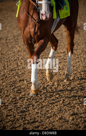 Louisville, Kentucky, Churchill Downs thoroughbred racetrack most famous for hosting the Kentucky Derby. Horse on the track Stock Photo