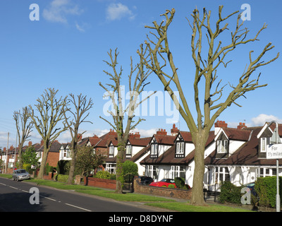 Extreme tree surgery Chester Road Grappenhall Warrington England UK WA4 2PL Spring 2013 Stock Photo