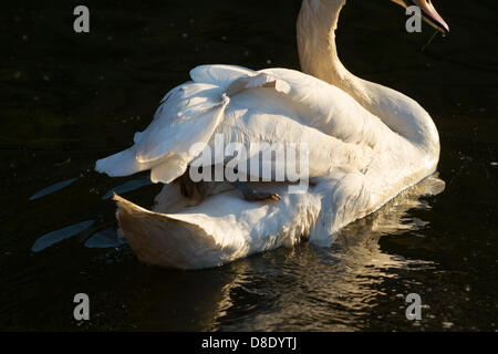 London, UK.  26th May 2013. But mum is happy to accommodate her little stowaway. Credit: Mark Baynes/Alamy Live News Stock Photo