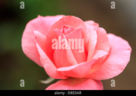 Fully opened rose Stock Photo