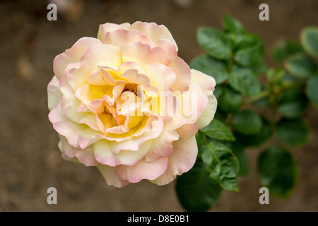 Fully opened rose Stock Photo