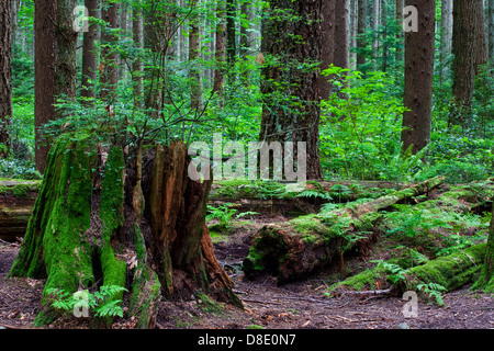 A rotting stump, and fallen trees, providing nutrients for new growth in a temperate rain forest Stock Photo