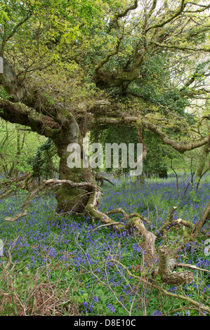 English springtime. Spring Bluebells “Hyacinthoides non-scripta” carpet the forest floor in an annual display of colour. Deciduous woodland, England. Stock Photo