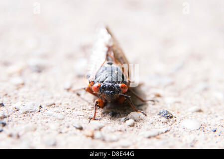 27th May 2013. An adult brood II cicada (magicicada)having emerged from the ground in Tenafly, New Jersey USA. Approximately 4cm long (1.5 inches), the phenomenon of the seventeen year cicadas has not been seen since 1996, but they're back in 2013 and vast numbers are predicted along the eastern seaboard of the US. These periodical cicadas survive for 17 years on the fluids of deciduous tree roots before emerging synchronously to breed. Adult cicadas live for just a few weeks before dropping out of the trees leaving huge piles of carcasses. The nymphs tunnel underground to complete the cycle. Stock Photo