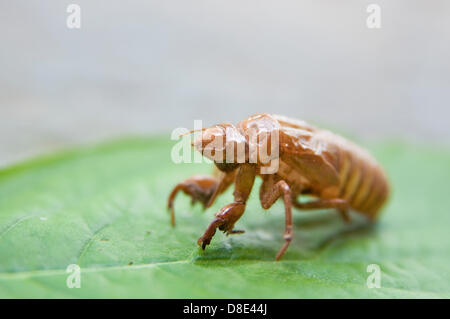 27th May 2013. The shed nymphal skin of a brood II cicada having emerged from the ground in Tenafly, New Jersey, USA. The phenomenon of the seventeen year cicadas has not been seen since 1996, but they are back in 2013 and vast numbers are predicted along the eastern seaboard of the US. These periodical cicadas survive for 17 years on the fluids of deciduous tree roots before emerging synchronously to break out of their skin and breed. Adult cicadas live for just a few weeks before dropping out of the trees leaving huge piles of carcasses. The nymphs tunnel underground to complete the cycle. Stock Photo