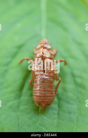 27th May 2013. The shed nymphal skin of a brood II cicada having emerged from the ground in Tenafly, New Jersey, USA. The phenomenon of the seventeen year cicadas has not been seen since 1996, but they are back in 2013 and vast numbers are predicted along the eastern seaboard of the US. These periodical cicadas survive for 17 years on the fluids of deciduous tree roots before emerging synchronously to break out of their skin and breed. Adult cicadas live for just a few weeks before dropping out of the trees leaving huge piles of carcasses. The nymphs tunnel underground to complete the cycle. Stock Photo