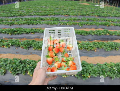 strawberries in white plastic punnet Stock Photo