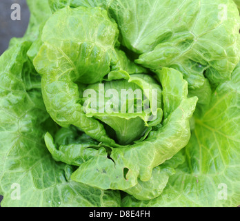healthy lettuce growing in the soil Stock Photo