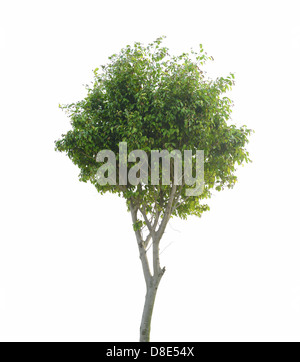 Green trees isolated on white Stock Photo