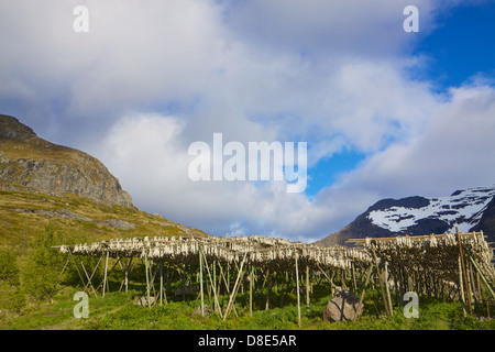 Traditional way of drying stock fish on Lofoten islands in Norway Stock Photo