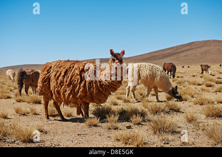 Llamas (Lama glama) on Altiplano, Bolivia Stock Photo