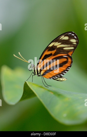 Butterfly Tiger Heliconian (Heliconius ismenius) on a leaf Stock Photo