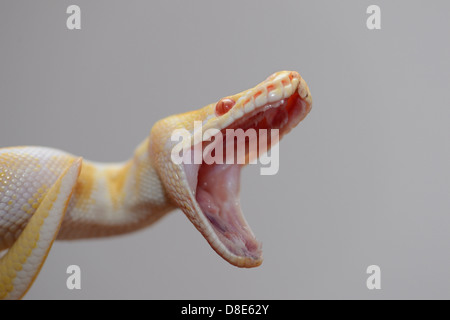 Yawning Burmese Python (Python molurus bivittatus), Albino Stock Photo