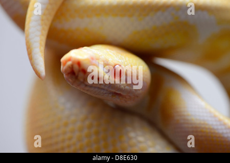 Burmese Python (Python molurus bivittatus), Albino Stock Photo
