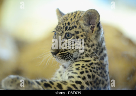 Persian leopard cub (Panthera pardus ciscaucasica), Zoo Augsburg, Bavaria, Germany Stock Photo