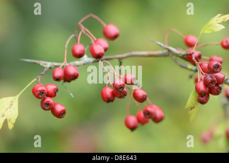 Fruit of the common hawthorn (Crataegus monogyna) Stock Photo