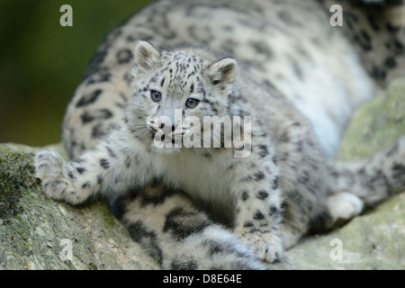 Snow leopard cub (Uncia uncia) Stock Photo