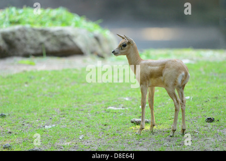 Young blackbuck (Antilope cervicapra) Stock Photo