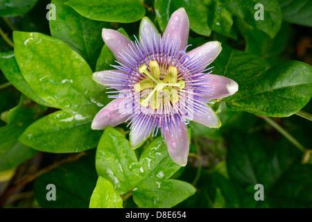 Blooming blue passion flower (Passiflora caerulea)