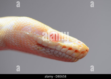 Burmese Python (Python molurus bivittatus), Albino Stock Photo