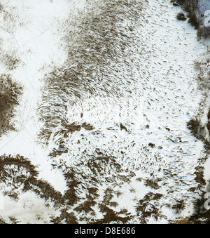 Paw prints in snow Stock Photo
