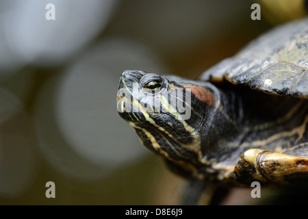 Red-eared slider (Trachemys scripta elegans) Stock Photo