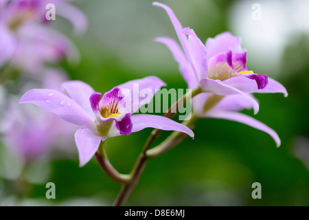 Blooming orchid Laelia anceps Stock Photo