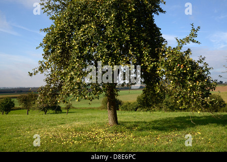 Apple tree, Wetterau, Hesse, Germany, Europe Stock Photo