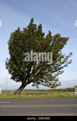 Tree, Wetterau, Hesse, Germany, Europe Stock Photo