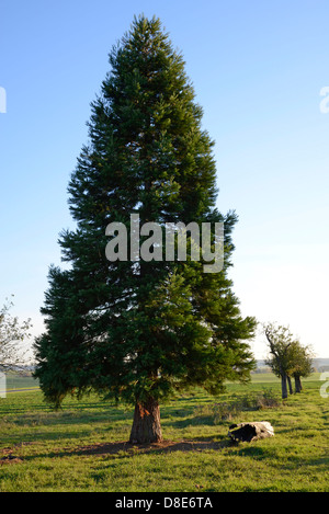 Redwood, Wetterau, Hesse, Germany, Europe Stock Photo