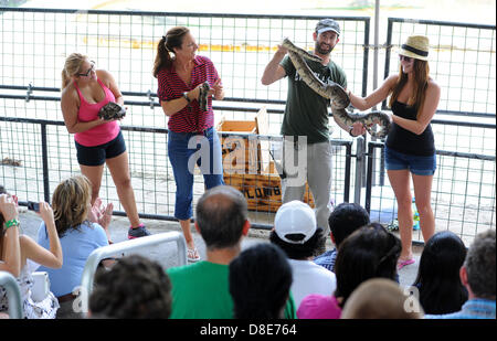 Tourists visit an alligator farm at the Everglades national park and attend a snake show in Florida City, USA, 26 May 2013. Photo: Thomas Eisenhut Stock Photo