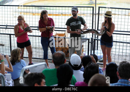 Tourists visit an alligator farm at the Everglades National Park and attend a snake show in Florida City, USA, 26 May 2013. Photo: Thomas Eisenhut Stock Photo