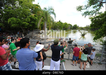 Tourists visit an alligator farm at the Everglades National Park and attend a show in which the animals are fed in Florida City, USA, 26 May 2013. Photo: Thomas Eisenhut Stock Photo