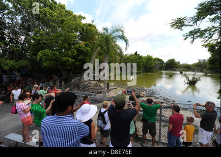 Tourists visit an alligator farm at the Everglades National Park and attend a show in which the animals are fed in Florida City, USA, 26 May 2013. Photo: Thomas Eisenhut Stock Photo