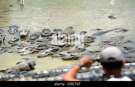 Tourists visit an alligator farm at the Everglades National Park and attend a show in which the animals are fed in Florida City, USA, 26 May 2013. Photo: Thomas Eisenhut Stock Photo