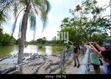 Tourists visit an alligator farm at the Everglades National Park and attend a show in which the animals are fed in Florida City, USA, 26 May 2013. Photo: Thomas Eisenhut Stock Photo