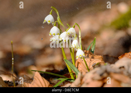 Spring Snowflakes (Leucojum vernum) in rain Stock Photo