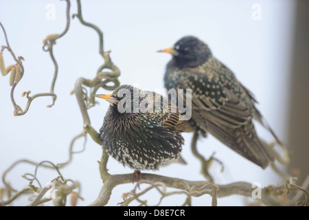 Two Common Starlings (Sturnus vulgaris) sitting on a branch Stock Photo