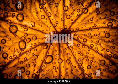Citrus close up with bubbles, abstract background Stock Photo