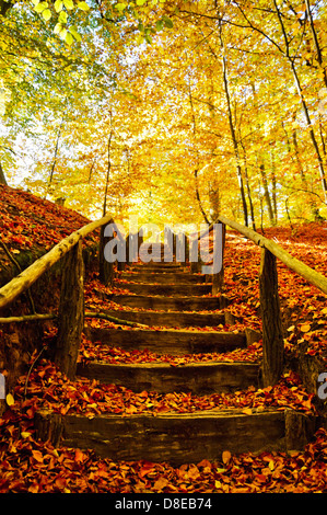 Wood stairs, hiking, uphill in the forest, Schlaubetal, Brandenburg, Germany Stock Photo