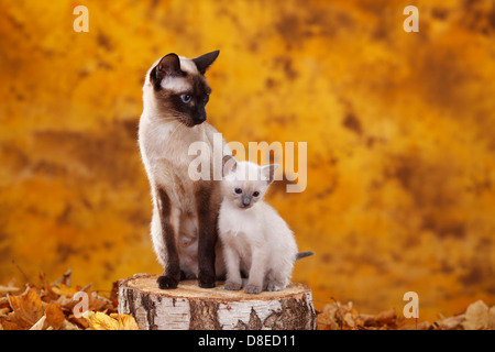 Classic Siamese Cat, seal-point, with kitten, blue-point Stock Photo