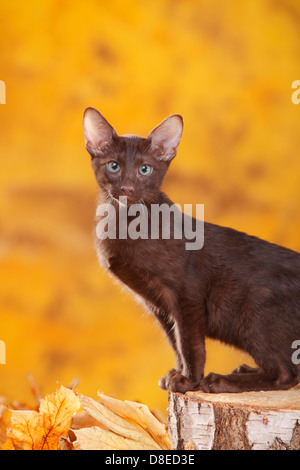 Oriental Shorthair Cat, young tomcat, havana / chocolate Stock Photo