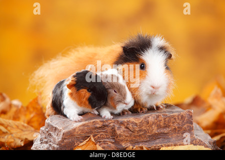 CH Teddy Guinea Pigs, female with youngs, tortie-white and slateblue-gold-white / Swiss Teddy Guinea Pig Stock Photo