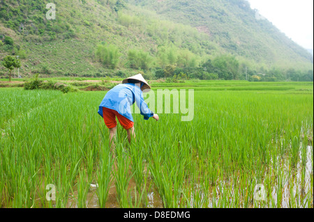 Sapa region, North Vietnam - Woman working in rice field Stock Photo