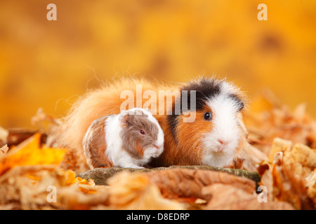 CH Teddy Guinea Pigs, female with young, tortie-white and slateblue-gold-white / Swiss Teddy Guinea Pig Stock Photo